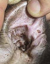 infected ear - photo infected ear - photo