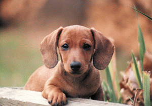 puppy  - puppy