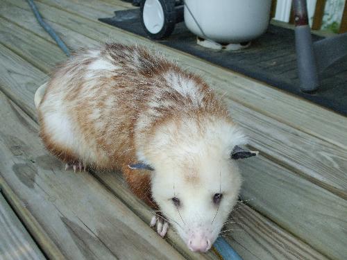 Scrat - This is a picture of our opossum we were allowed to have after much strict licensing and following state of Florida procedures to have an exotic wildlife animal. There is much to learn from each of our individual animal neighbors that live in our areas. Scrat - This is a picture of our opossum we were allowed to have after much strict licensing and following state of Florida procedures to have an exotic wildlife animal. There is much to learn from each of our individual animal neighbors that live in our areas.
