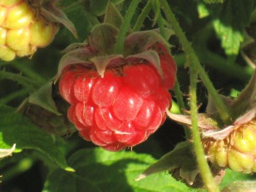 Ripening - They are starting to redden finally.