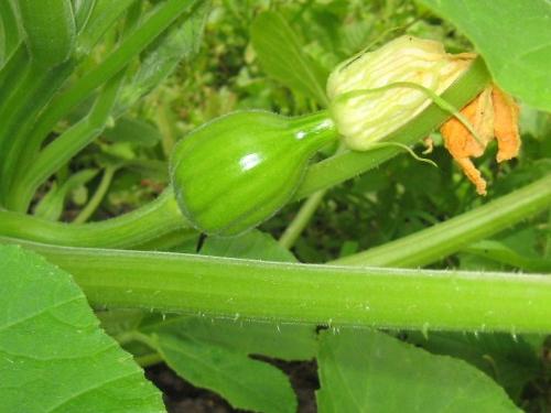Acorn Squash - I have 4 plants and all are doing well Acorn Squash - I have 4 plants and all are doing well