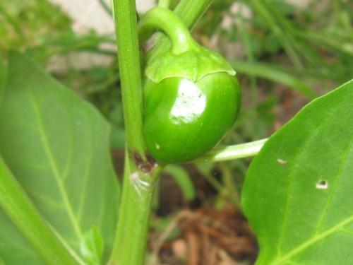 Green Pepper - One of many peppers formed in my garden in Minnesota.
