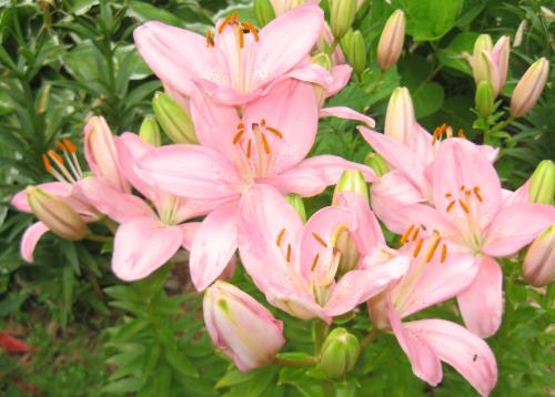 Pink Lilies - Pink and plentiful Pink Lilies - Pink and plentiful