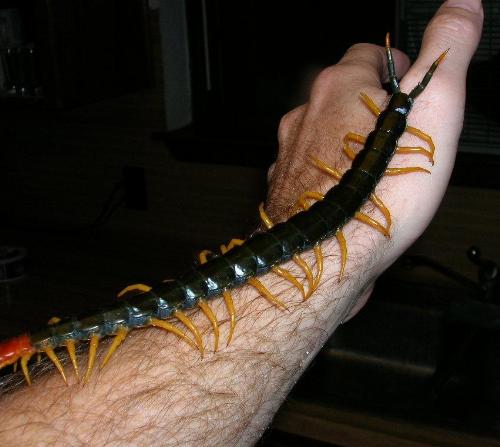 Do you like this? - A centipede is an arthropod with many legs.Centipedes are predators.They hunt during the night.They are nocturnal.Some centipedes are venomous.
