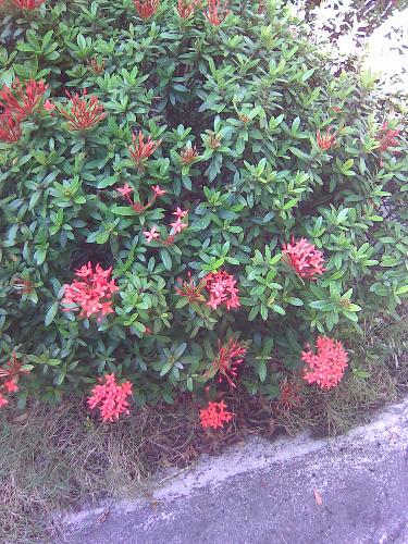 Santan flower. - This is santan.