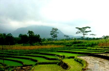 terraced fields - simple, calm, serene...