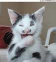 laughing cat - Happy laughing cat