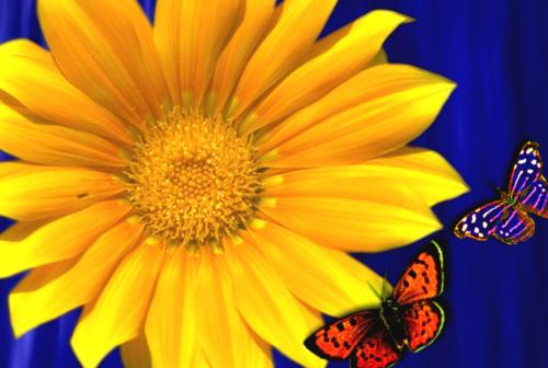 sunflower - nature at its best.and everybody knows why i am saying this if you know the speciality of sunflower. so rightly said nature at its best... enigmas of nature...