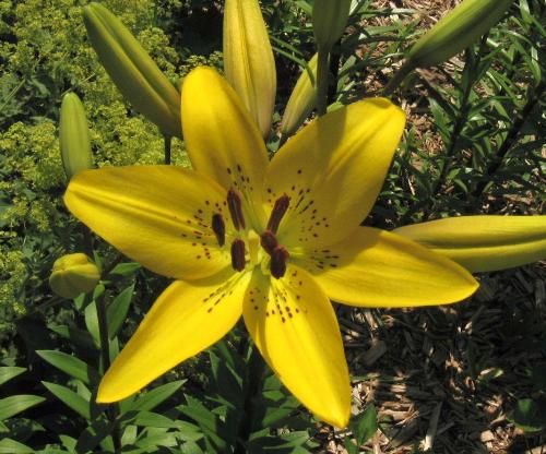 Bright Yellow - One of my yellow Asiatic Lilies bloomed. Bright Yellow - One of my yellow Asiatic Lilies bloomed.