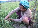 A farmer woman - A Manipuri farmer woman at work in her family garden.