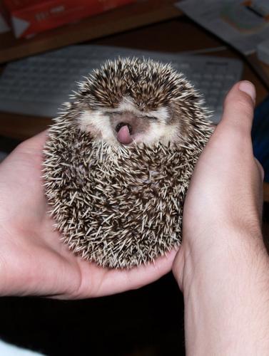 Hedgehog - Hedgehogs are not SO prickly!!