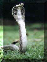 king cobra - The image of king cobra