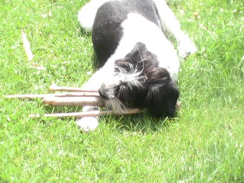 Kiti  - This is a snap of my dog Kiti enjoying herself in our backyard  Read more about my backyard on my blog http://linkb.com/gardenblog