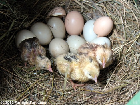 Hi! - Baby chicks on their first day of life! And a short life it will be..