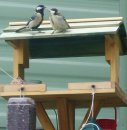 Feeding time! - Mum at work feeding a baby bluet1t