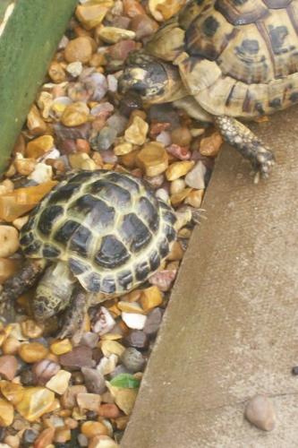 Sammy and Speedy - Sammy and Speedy tortoise