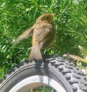 Baby robin - This is a sweet little baby robin