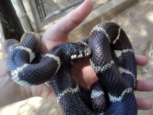Holding Minnie - A beautiful female King snake! Love her!