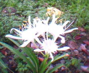 what kind flower you like  - THIS is a flower trumpet , is this you like or just me like it cause is beautiful flower in color white