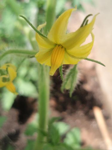 Tomato flower - My tomato plant now has these small yellow flowers.