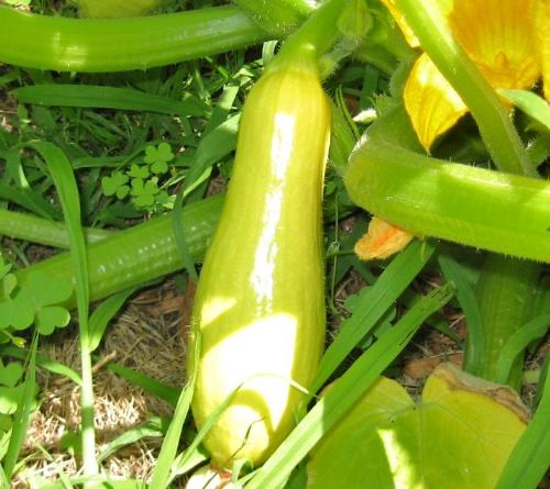 Yellow Zuchinni - Getting a lot bigger. Yellow Zuchinni - Getting a lot bigger.