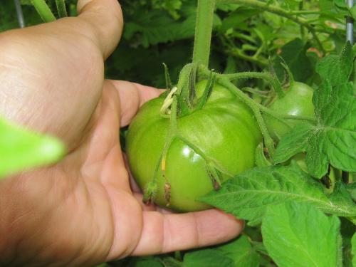 Green tomato - One of many that are getting huger. Green tomato - One of many that are getting huger.