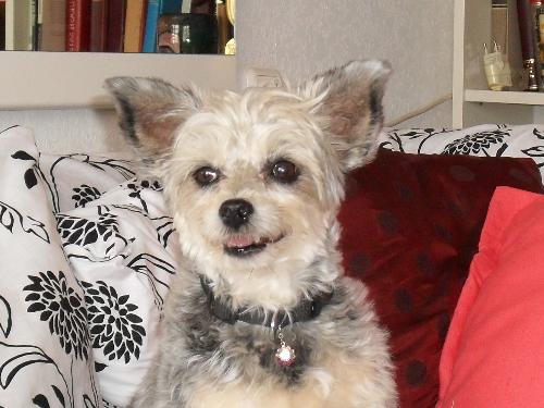 Kiki - This is one happy pampered dog. Her name is Kiki and her owner is Ruth.