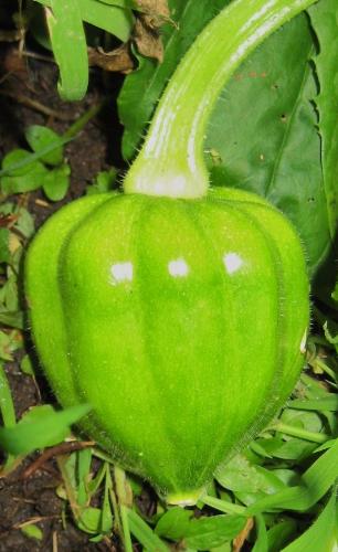 Getting Bigger - One of the acorn squash from my garden in Minnesota. Getting Bigger - One of the acorn squash from my garden in Minnesota.