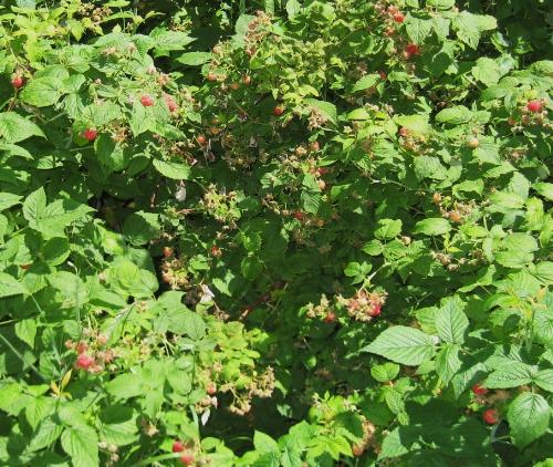 Lots growing - Many rasberries this year in my garden.