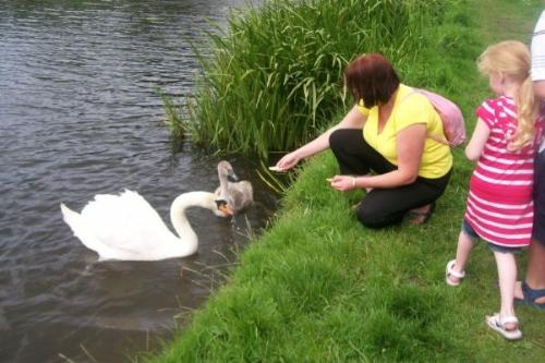 feeding cygnets - Feeding the cygnet an the canal