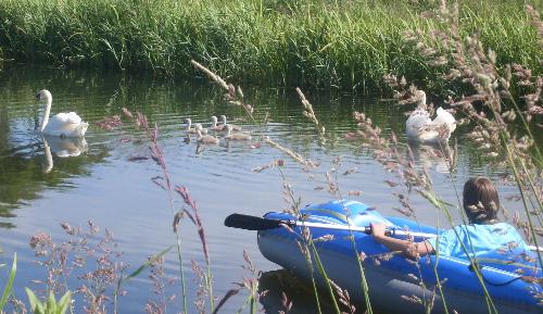 Another family with Jack - Here's another family of them with Jack sailing close by on his kayak