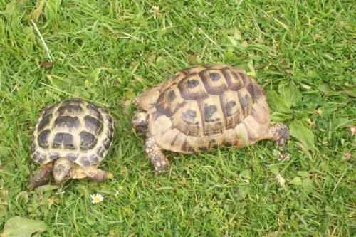 Sammy and Speedy - Two happy tortoise!