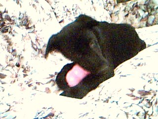 Silvia - This is my Lab mix 'Silvia'.She's grown sooo much.She's a giant now.This is her chewing on her Kong.
