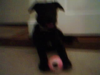 Silvia - This is Silvia at four months old.She is huge.Very lovable.