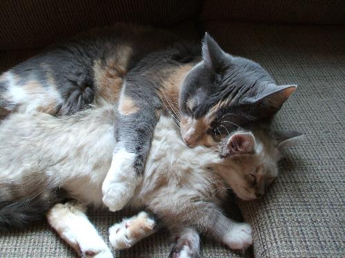 Shady and Oreo - Here is a photo of my cat, Shady, with our new kitten, Oreo. Shady is 7 years old and Oreo is 10 weeks old.