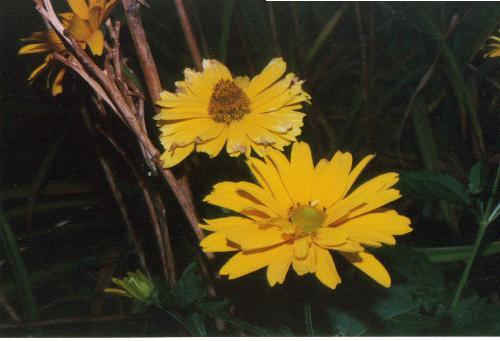 Daisy - daisy