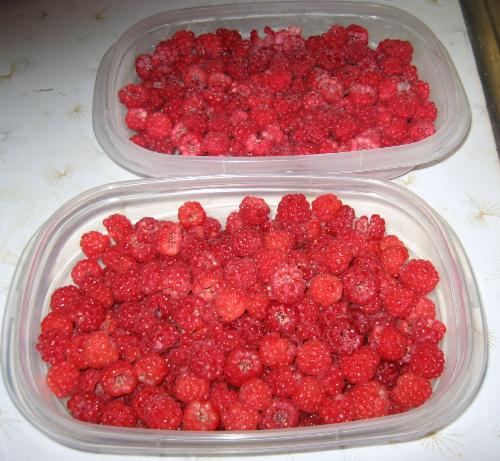 Starting - 2 containers I picked today (7-1-2010) Starting - 2 containers I picked today (7-1-2010)