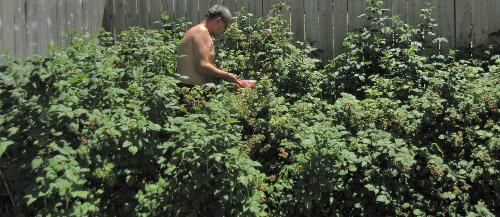Picking away - Taken July 1st in my rasberries as I picked a few quarts. Picking away - Taken July 1st in my rasberries as I picked a few quarts.