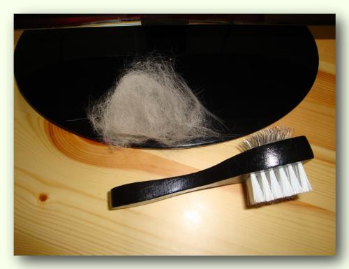 cats hairs - brushing to minimize build-up of hairballs