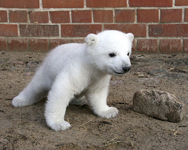 A Cute Polar Bear - A Cute Polar Bear but with no snow. Still cute