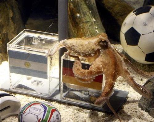 Paul the Octopus! - He correctly predicted that Germany will win against Argentina! Paul the Octopus! - He correctly predicted that Germany will win against Argentina!