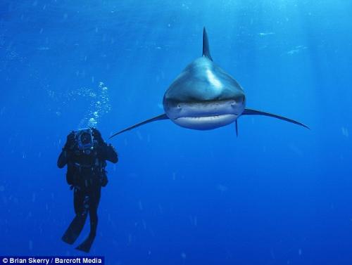 Brian Skerry - This is one of the works of the famous National Geographic underwater photographer - Brian Skerry

http://www.dailymail.co.uk/news/worldnews/article-1291461/Diver-comes-face-face-killer-shark.html