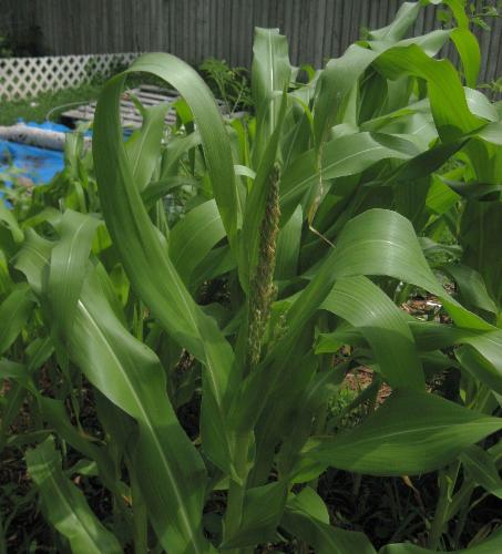 My corn - Tassles formed on a lot of my sweet corn in my garden.