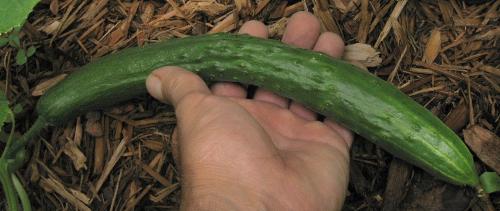 Burpless Cucumber - They seem to be very lomng ones. Burpless Cucumber - They seem to be very lomng ones.