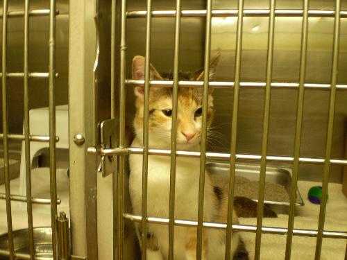 First day I saw Cookie  - Her name at the shelter was Tortilla. She loves to be petted and she captured Dennis's heart and mine, afterwards.