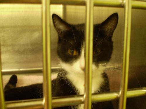 Tiki's cage was right beside Cookie's. - The shelter named Tiki Tatiana. She caught my attention due to her nonstop talking. I loved her the very first time I laid my eyes on her and I promised that I will take her with me.