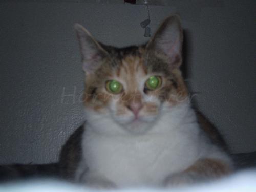 Cookie - This is how Cookie looks like now. We got her last February and she was very skittish, a sing of an abused cat. It took us a little while before we convinced her that she got a new home, a happy home.