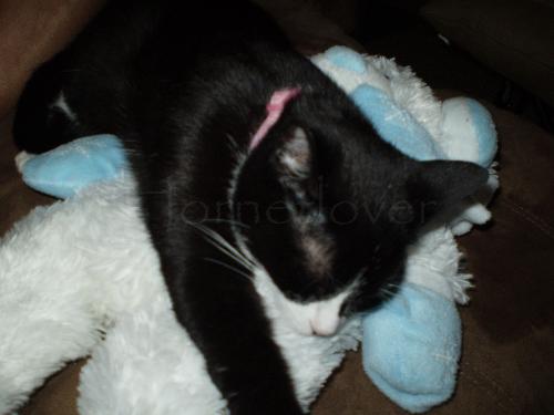 Tiki loves her teddy. - Tiki stole that teddy from me. She loves to sleep on top of that teddy bear. =]