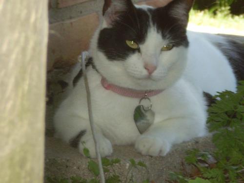 Asia - Asia is now an adult. She turned 1 last March. Here is how she looks like now. =]