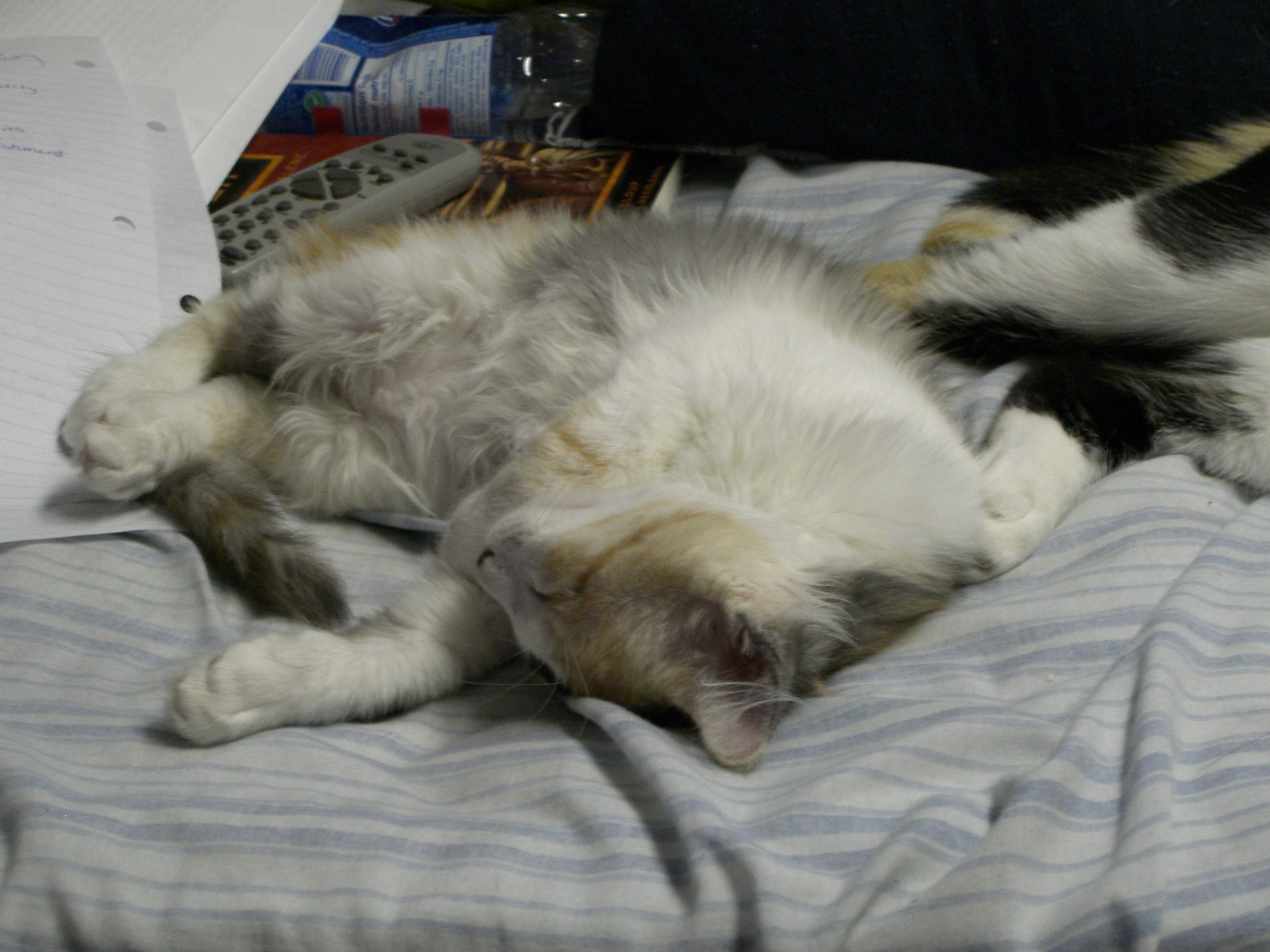 Chiku Sikudani - This is my kitten: Chiku Sikudani. She's sleeping pretty heavily, probably because she's tuckered from chasing around my older cat!